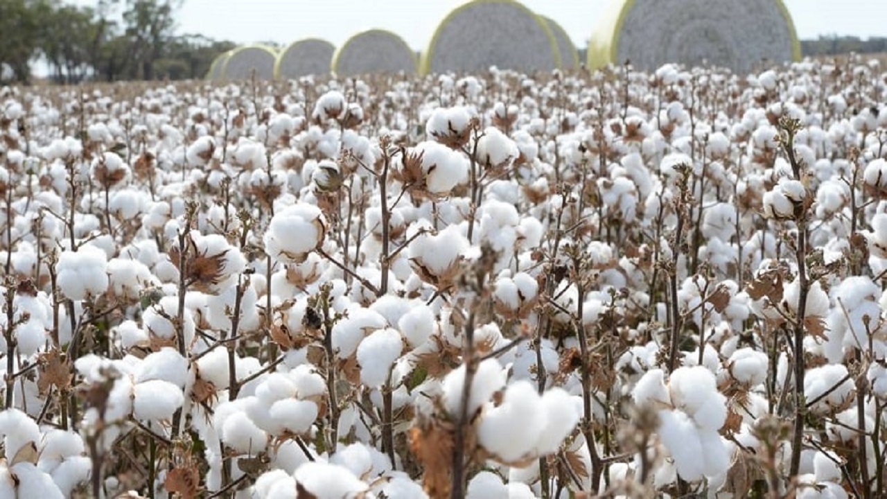 ۶ هزار و ۸۱۸ هزار تن پنبه در آذربایجان‌شرقی خریداری شد