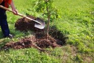 افزایش ۵۰ برابری کاشت درخت در آذربایجان شرقی
