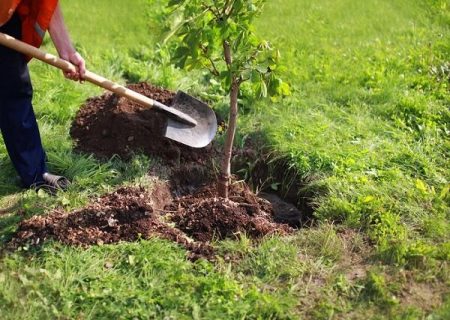 افزایش ۵۰ برابری کاشت درخت در آذربایجان شرقی