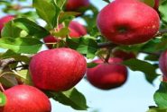 درختان قطب سیب آذربایجان دچار سرمازدگی ۱۰۰ درصدی شد