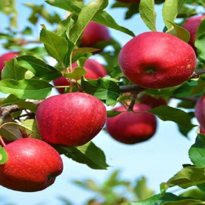 درختان قطب سیب آذربایجان دچار سرمازدگی ۱۰۰ درصدی شد