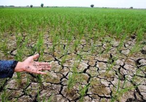 خسارت خشکسالی به ۱۱۷ هزار هکتار از اراضی زراعی آذربایجان شرقی