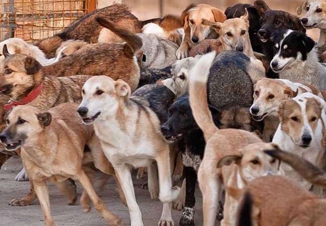 سایت ساماندهی سگ‌های بلاصاحب پایان خرداد به بهره برداری می رسد 