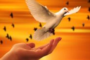 تاج گل‌هایی برای آزادی زندانیان