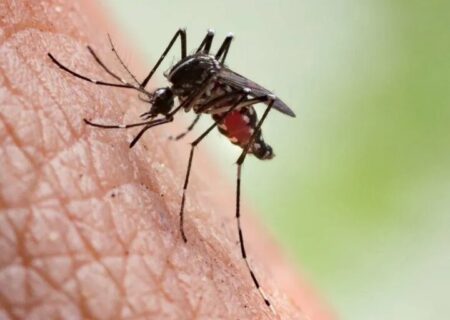 هشدار علوم پزشکی تبریز نسبت به شیوع مالاریا در آذربایجان شرقی