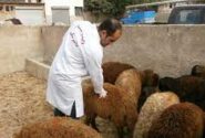 ۱۲۵ اکیپ ثابت و سیار دامپزشکی آماده خدمت‌رسانی در عید قربان هستند