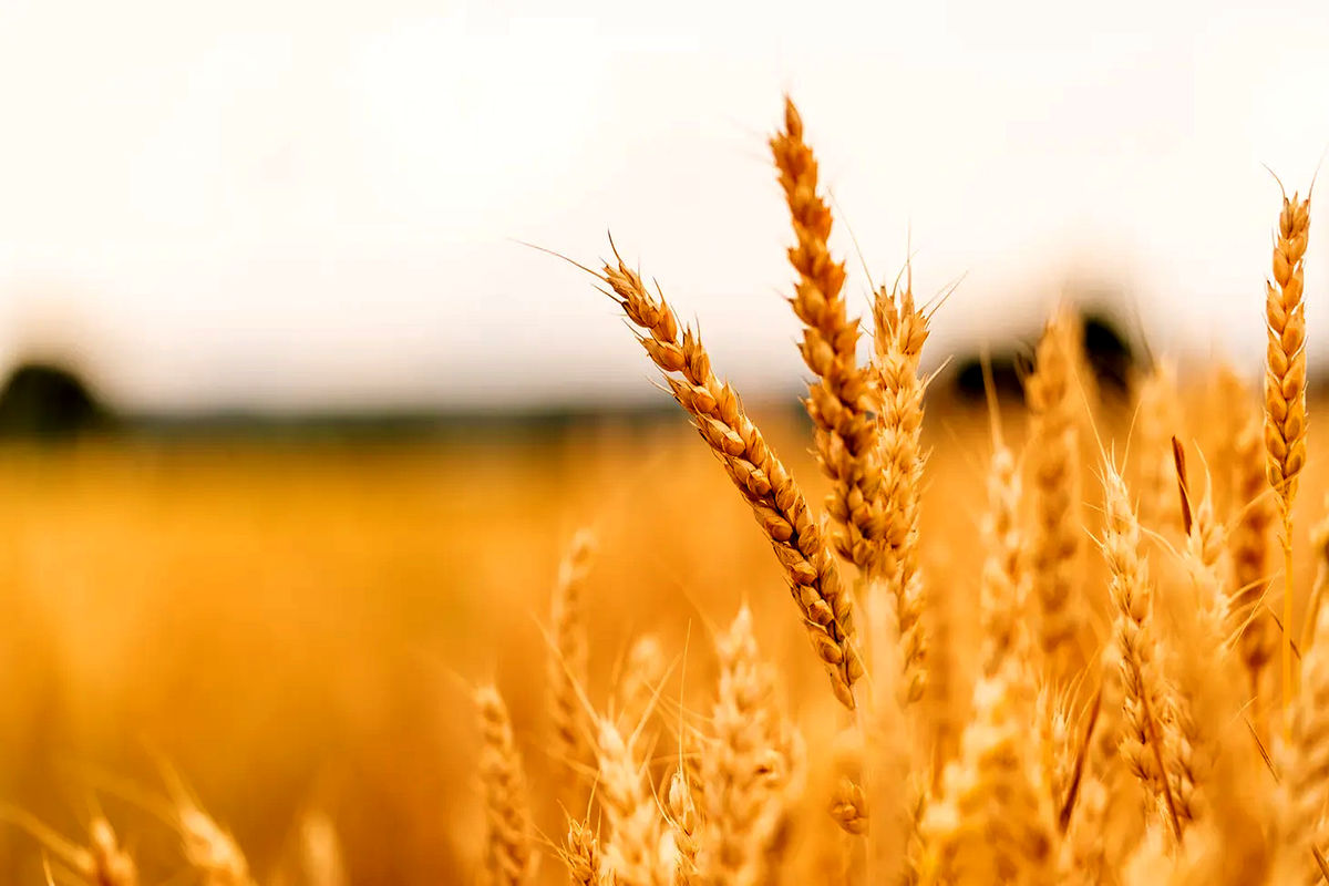 خرید گندم در آذربایجان شرقی از مرز ۱۰۰ هزار تن گذشت