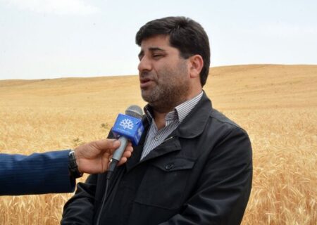 افزایش ۷۷ درصدی خرید گندم از کشاورزان آذربایجان شرقی