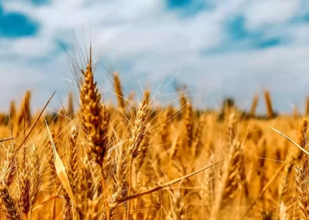 ۳۲۰ هزار و ۸۲۲ تن گندم در آذربایجان شرقی خریداری شد