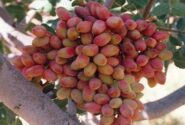 صادرات پسته ایلخچی به نام کرمان!