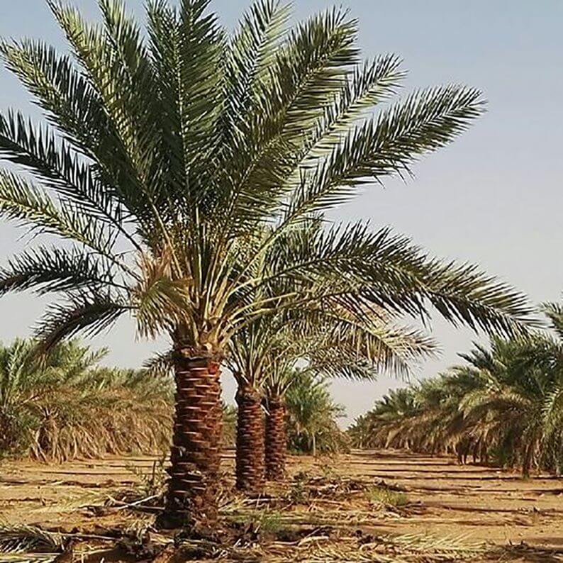 آذربایجان صادر کننده خرما بدون داشتن یک درخت نخل