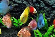 صادرات ماهیان زینتی به کشور عمان از استان آذربایجان.شرقی