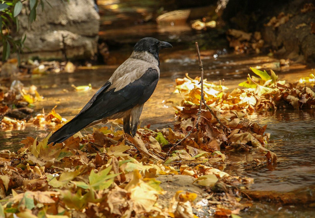 گرم‌ ترین آذر ۳۳ سال اخیر کشور ثبت شد