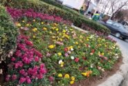کاشت ۹ میلیون بوته از انواع گلهای بهاری در سطح تبریز