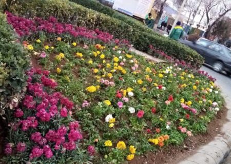 کاشت ۹ میلیون بوته از انواع گلهای بهاری در سطح تبریز