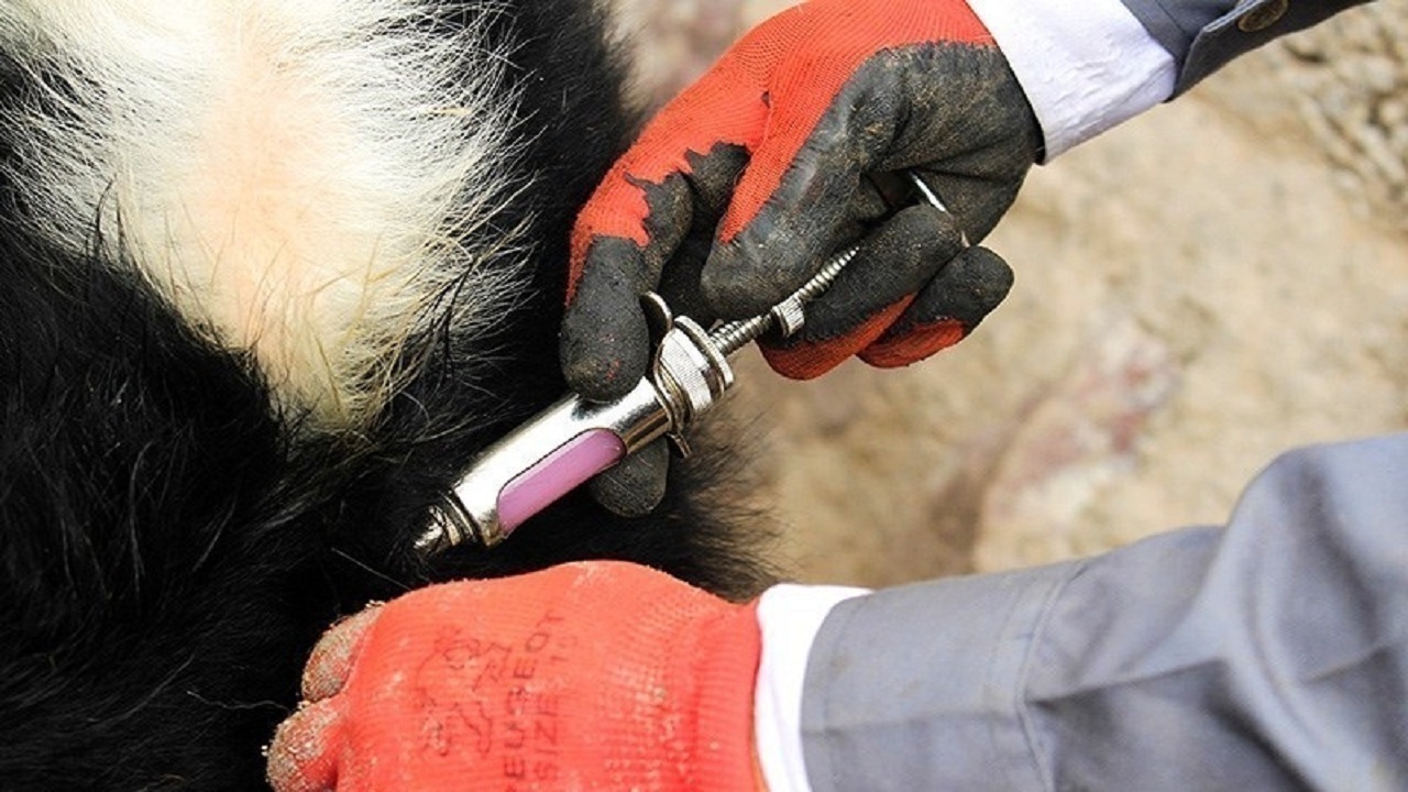 ۴۰ هزار راس دام عشایر آذربایجان شرقی علیه بیماری‌ها مایه‌کوبی شد