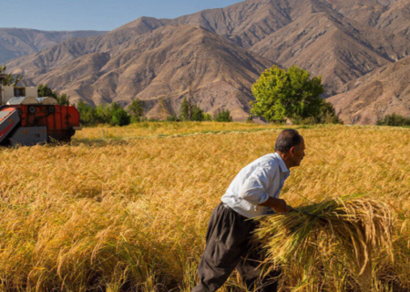 افزایش ۱۵ درصدی خرید گندم/ تامین نیاز گندم تمام خبازی‌ها، صنف و صنعت کشور