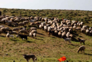 امسال ۱۵۰ هزار تن نهاده مدت‌دار در مناطق عشایری توزیع می‌شود