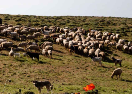 امسال ۱۵۰ هزار تن نهاده مدت‌دار در مناطق عشایری توزیع می‌شود