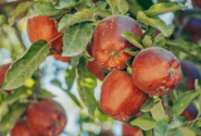 سیب رتبه نخست را در زکات مستحبی مراغه دارد