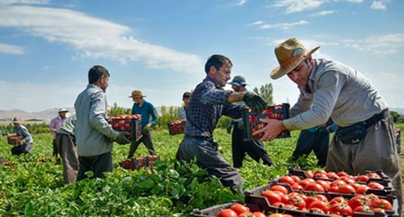 برداشت ۴۰۰ هزار تن گوجه ‌فرنگی از مزارع آذربایجان‌غربی آغاز شد