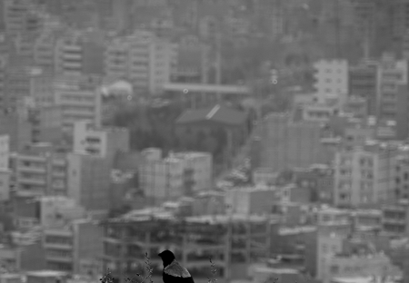 شاخص آلودگی هوای تبریز به عدد ۴۰۰ و وضعیت خطرناک رسید