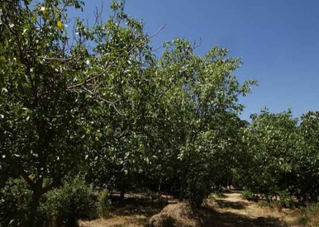 خسارت ۴۹ هزار میلیارد ریالی سرمازدگی و تگرگ به زراعت آذربایجان شرقی