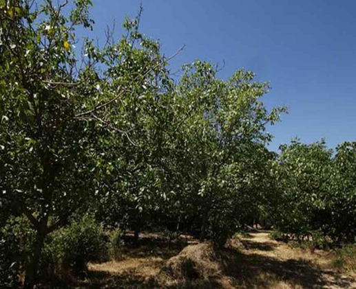 خسارت ۴۹ هزار میلیارد ریالی سرمازدگی و تگرگ به زراعت آذربایجان شرقی