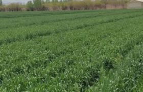 علف‌ های هرز، سن و زنگ گندم تهدیدی جدی برای مزارع