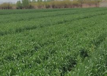 علف‌ های هرز، سن و زنگ گندم تهدیدی جدی برای مزارع