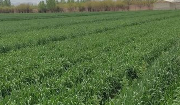 علف‌ های هرز، سن و زنگ گندم تهدیدی جدی برای مزارع