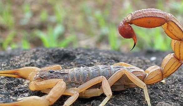 ثبت ۸۱ هزار عقرب‌گزیدگی و ۸۳۰۰ مارگزیدگی در سال گذشته  