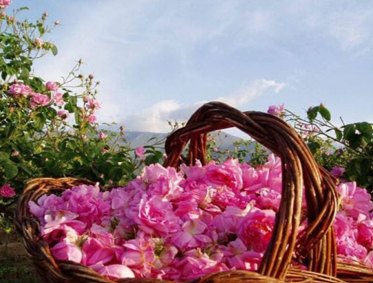 اسکو، قطب تولید گل محمدی در آذربایجان شرقی