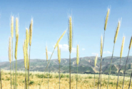 ارقام جدید گندم نان مقاوم به خشکی و سرما در راه است