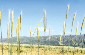 ارقام جدید گندم نان مقاوم به خشکی و سرما در راه است
