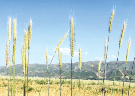 ارقام جدید گندم نان مقاوم به خشکی و سرما در راه است
