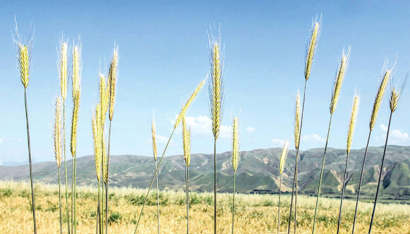 ارقام جدید گندم نان مقاوم به خشکی و سرما در راه است
