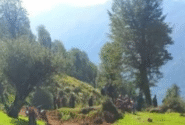 کشف جاده غیرمجاز هشت کیلومتری در جنگل‌ های گیلان