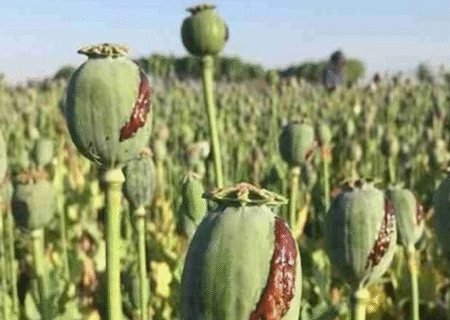 کنکاش کشت خشخاش در ایران برای تولید داروهای حیاتی