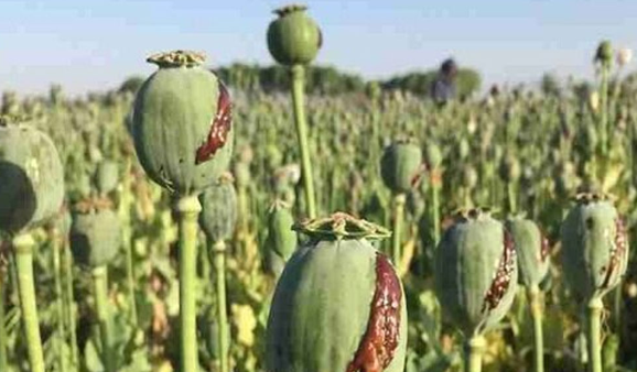کنکاش کشت خشخاش در ایران برای تولید داروهای حیاتی