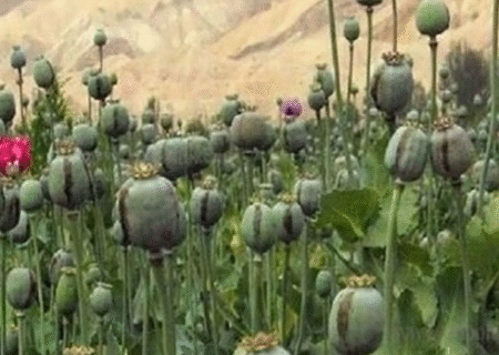 توضیح ستاد مبارزه با موادمخدر درخصوص کشت خشخاش و شایعاتی در این رابطه