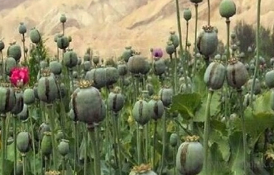توضیح ستاد مبارزه با موادمخدر درخصوص کشت خشخاش و شایعاتی در این رابطه