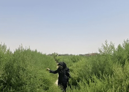 پایش تولید گیاهان مقاوم به شوری در بخش ایلخچی اسکو