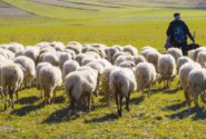 ۳۰۰ راس گوسفند در ورزقان در آتش سوختند
