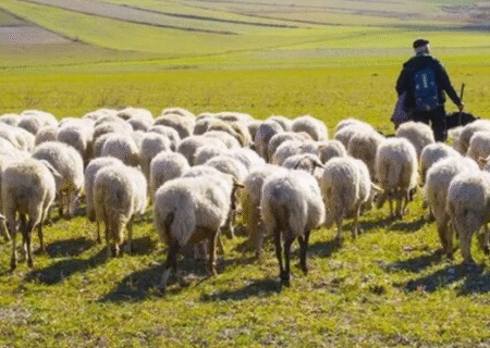 ۳۰۰ راس گوسفند در ورزقان در آتش سوختند