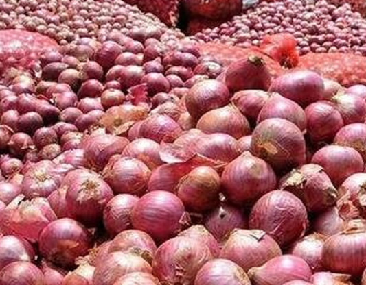 پیش بینی برداشت ۷۲ هزار تن پیاز در آذربایجان شرقی