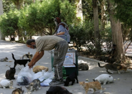 تغذیه حیوانات شهری خیانت به حیات وحش است