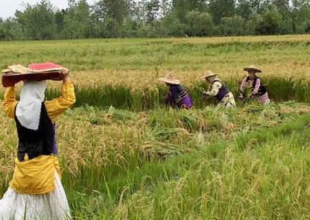 تخصیص تسهیلات به صندوق‌های خرد زنان روستایی در اسکو