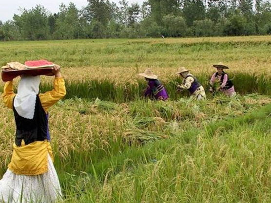 تخصیص تسهیلات به صندوق‌های خرد زنان روستایی در اسکو
