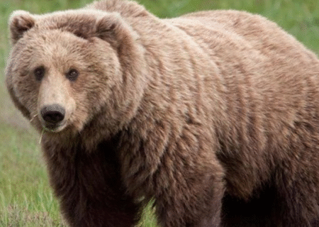 نجات خرس از سیم خاردار در مشگین‌شهر